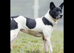 新北市瑞芳區公立動物之家,編號:204371, 混種犬          