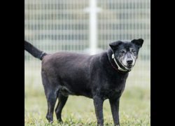 新北市瑞芳區公立動物之家,編號:91931, 混種犬          