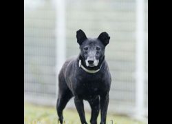 新北市瑞芳區公立動物之家,編號:35979, 混種犬          