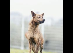 新北市瑞芳區公立動物之家,編號:366320, 混種犬          