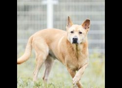 新北市瑞芳區公立動物之家,編號:220793, 混種犬          