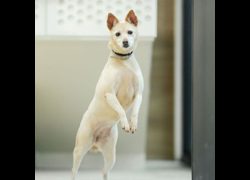 新北市瑞芳區公立動物之家,編號:327056, 混種犬          