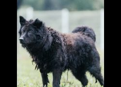 新北市瑞芳區公立動物之家,編號:323319, 混種犬          