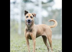 新北市瑞芳區公立動物之家,編號:384556, 混種犬          