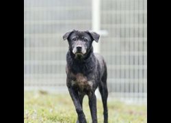 新北市瑞芳區公立動物之家,編號:239595, 混種犬          