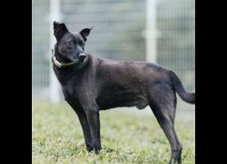 新北市瑞芳區公立動物之家,編號:36007, 混種犬          