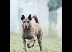 新北市瑞芳區公立動物之家,編號:204960, 混種犬          