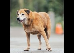 新北市中和區公立動物之家,編號:35558, 混種犬          