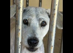 澎湖縣流浪動物收容中心,編號:388106, 混種犬          