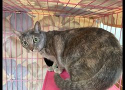 臺北市動物之家,編號:390093, 混種貓                 