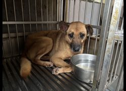 新北市五股區公立動物之家,編號:391777, 混種犬          