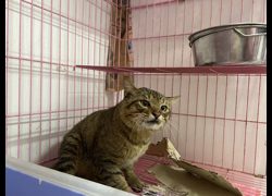 臺北市動物之家,編號:392619, 混種貓                 
