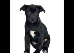 澎湖縣流浪動物收容中心,編號:387942, 混種犬          