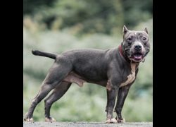 新北市新店區公立動物之家,編號:392848, 比特犬