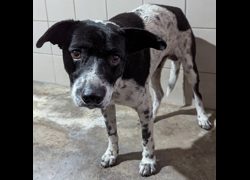 花蓮縣狗貓躍動園區,編號:393364, 混種犬          