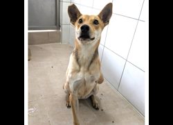 新竹縣動物保護教育園區,編號:389444, 混種犬          