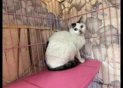 臺北市動物之家,編號:396883, 混種貓                 