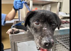 臺北市動物之家,編號:396998, 混種犬          