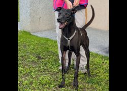 花蓮縣狗貓躍動園區,編號:183387, 混種犬          