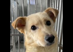 澎湖縣流浪動物收容中心,編號:398250, 混種犬          