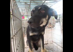 臺南市動物之家灣裡站,編號:398593, 混種犬          