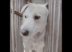 臺南市動物之家善化站,編號:398732, 混種犬          