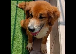 臺南市動物之家灣裡站,編號:397858, 混種犬          