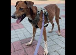 臺南市動物之家灣裡站,編號:394221, 混種犬          