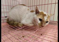 臺北市動物之家,編號:401341, 混種貓                 