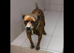 臺南市動物之家灣裡站,編號:400566, 混種犬          