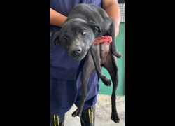 花蓮縣狗貓躍動園區,編號:401565, 混種犬          