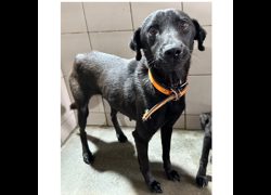 花蓮縣狗貓躍動園區,編號:401564, 混種犬          