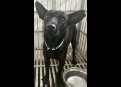 花蓮縣狗貓躍動園區,編號:401773, 混種犬          