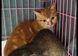 臺北市動物之家,編號:402480, 混種貓                 