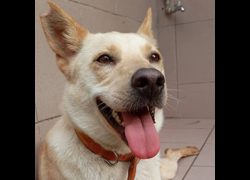 臺南市動物之家灣裡站,編號:397035, 混種犬          