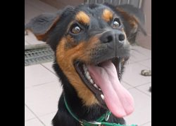 臺南市動物之家灣裡站,編號:395381, 混種犬          
