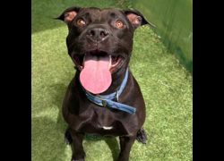 臺南市動物之家灣裡站,編號:238794, 混種犬          