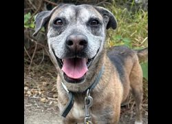臺南市動物之家灣裡站,編號:131804, 混種犬          