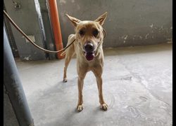 新竹市動物保護教育園區,編號:403414, 混種犬          