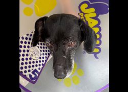 嘉義市動物保護教育園區,編號:403694, 混種犬          