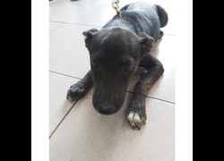臺南市動物之家灣裡站,編號:403908, 混種犬          