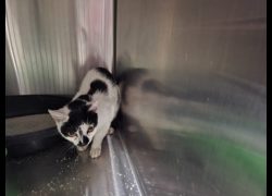 臺北市動物之家,編號:405064, 混種貓                 