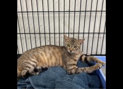臺南市動物之家善化站,編號:407323, 混種犬          