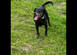 新北市瑞芳區公立動物之家,編號:404901, 混種犬          