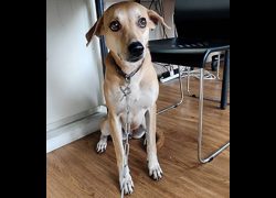 嘉義市動物保護教育園區,編號:413730, 混種犬          