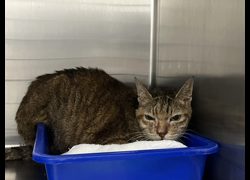 臺北市動物之家,編號:414216, 混種貓                 