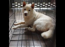 臺南市動物之家灣裡站,編號:414211, 柴犬                  