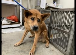 臺北市動物之家,編號:414885, 混種犬          