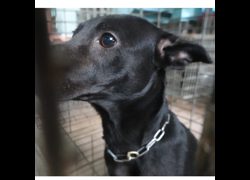 臺南市動物之家灣裡站,編號:416886, 混種犬          