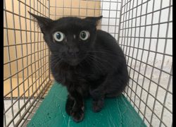 臺北市動物之家,編號:417252, 混種貓                 